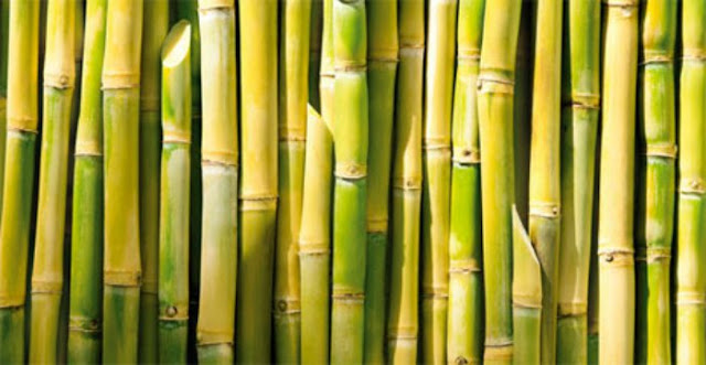 Frutas Verduras Beneficios Propiedades Y Usos La Caña De Azucar