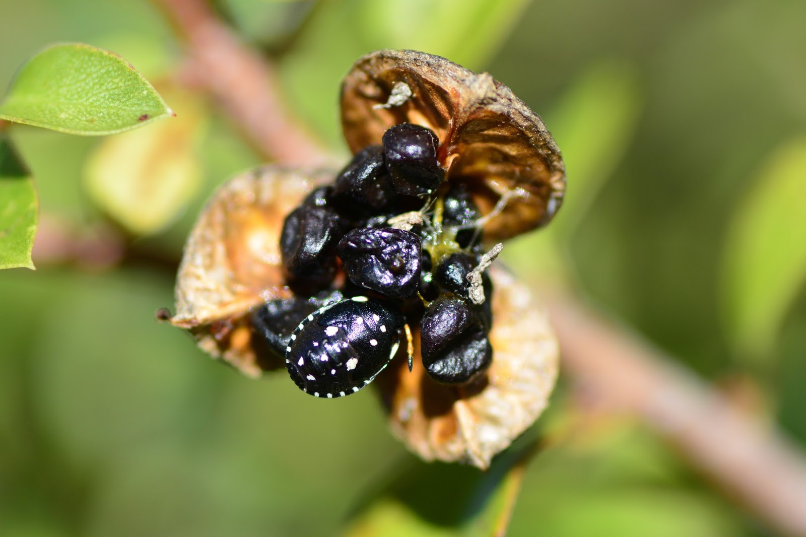 Growth Habits And Progress Of Six Pittosporum Tenuifolium Selections