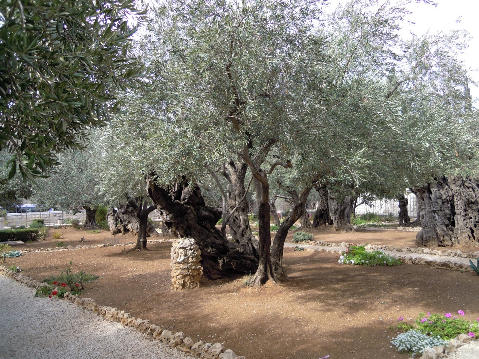 itinerari artistici e culturali L'uliveto del Getsemani