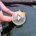 Do you Want to Play with Fish That Loves to Be Petted (See Video)