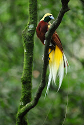 paradise bird lesser paradisaea minor birds paradisaeidae cenderawasih male flickr kuning variety flowers