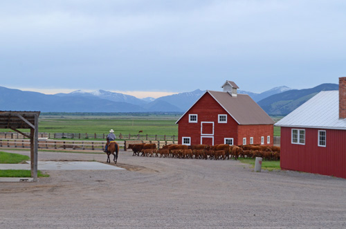 Meyer Natural Angus ranch