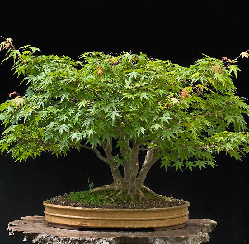Walter Pall Bonsai Adventures Refurbishing a Japanese maple the "hedge cutting method"