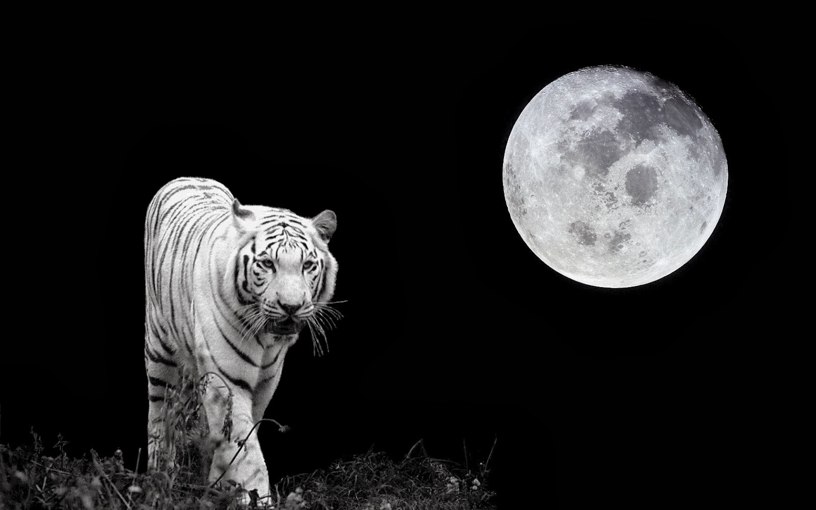 Mystical Backgrounds White Tiger Golfclub