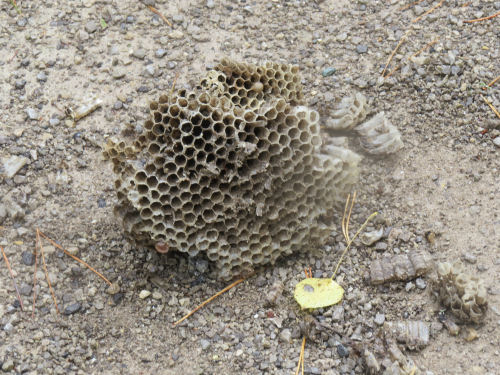 wasp nest