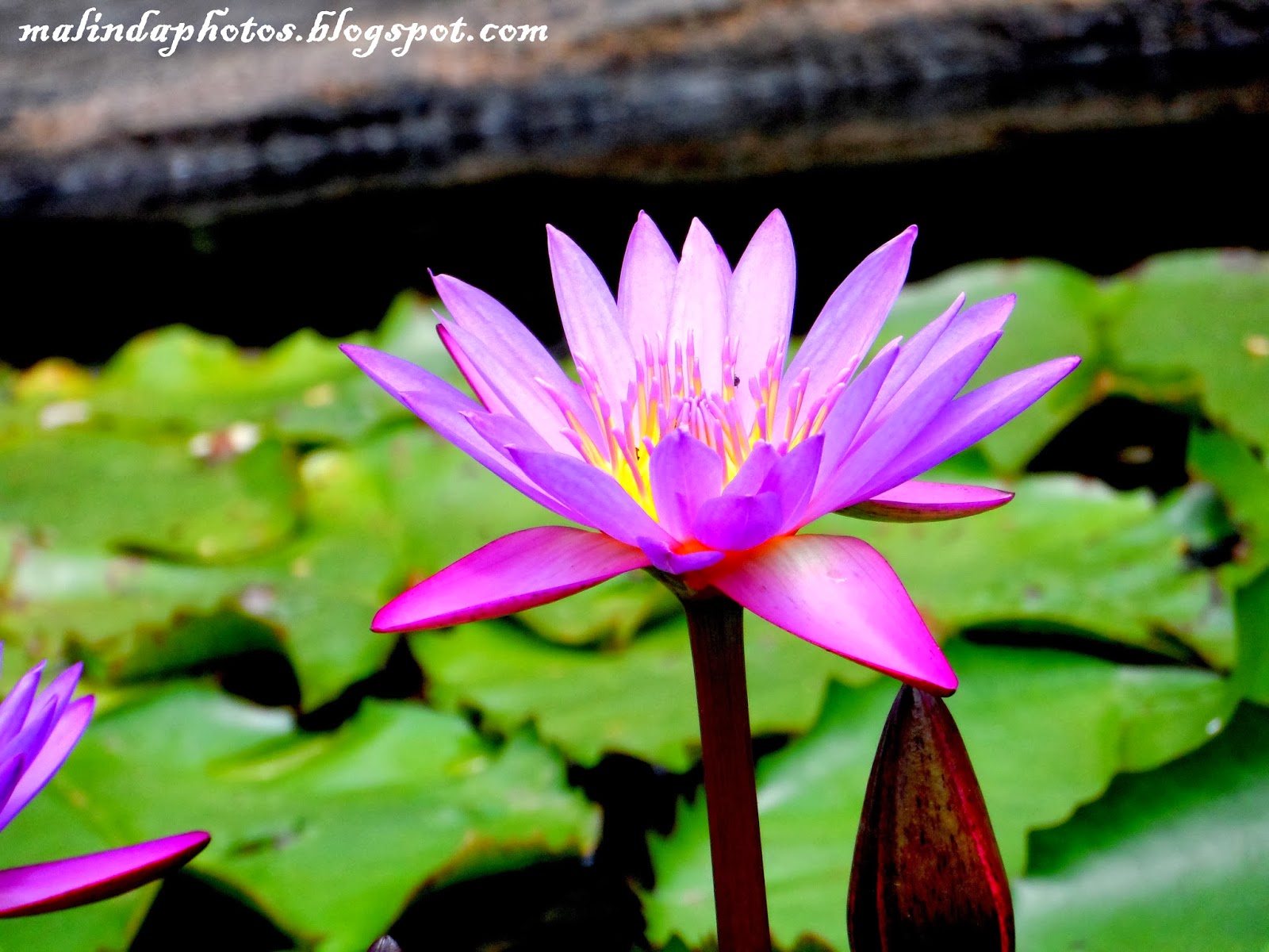 Malinda Pathirana Photography National Flower of Sri Lanka