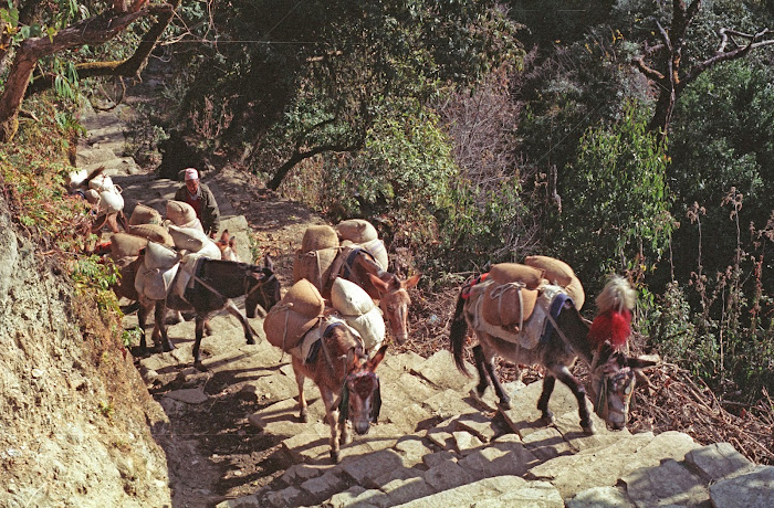 Népal, Pokhara, Annapurna, Hille, © L. Gigout, 1990