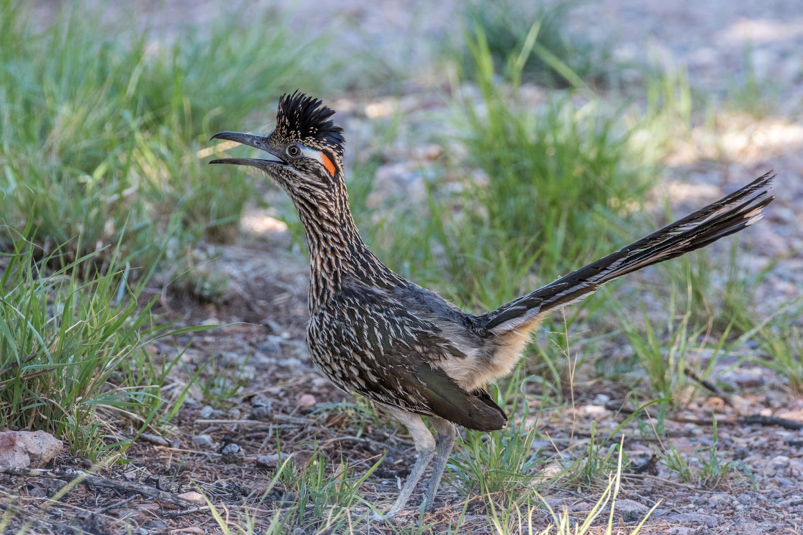 NeoVista Birds and Wildlife Arizona Feathers, Scales, Tails, Shells