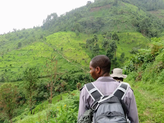 Hiking to the Bwindi Impenetrable Forest to search for the Nkuringo Family of Mountain gorillas