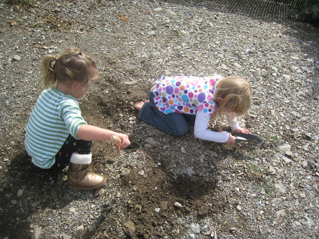 digging up a dinosaur
