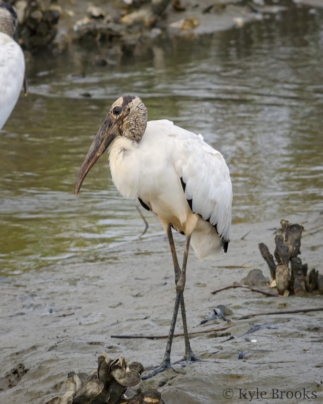 On the Subject of Nature A Few Birds From Huntington Beach State Park