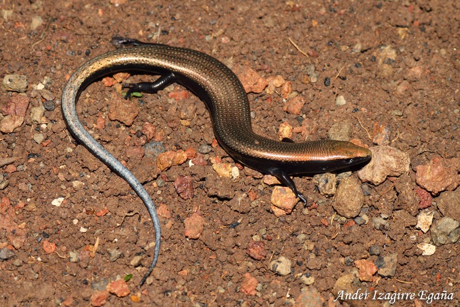 Naturzalia Chalcides viridanus Tenerifeko narrastixak 4