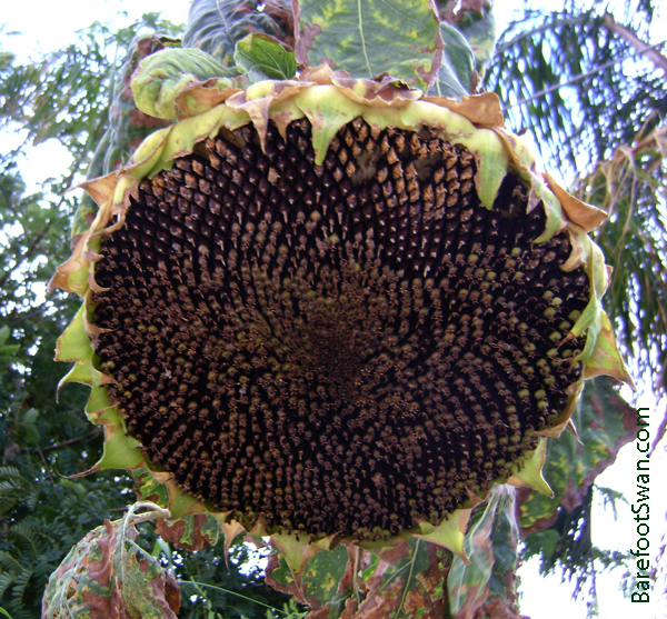 Sunflower Seeds Largest Sunflower Seeds