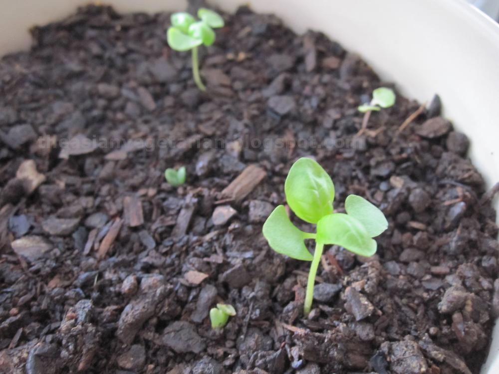 The Asian Vegetarian in Oz Basil Update 3 Weeks After Sprouting
