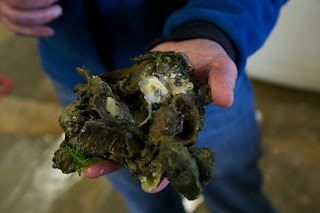 olympia oyster cultch