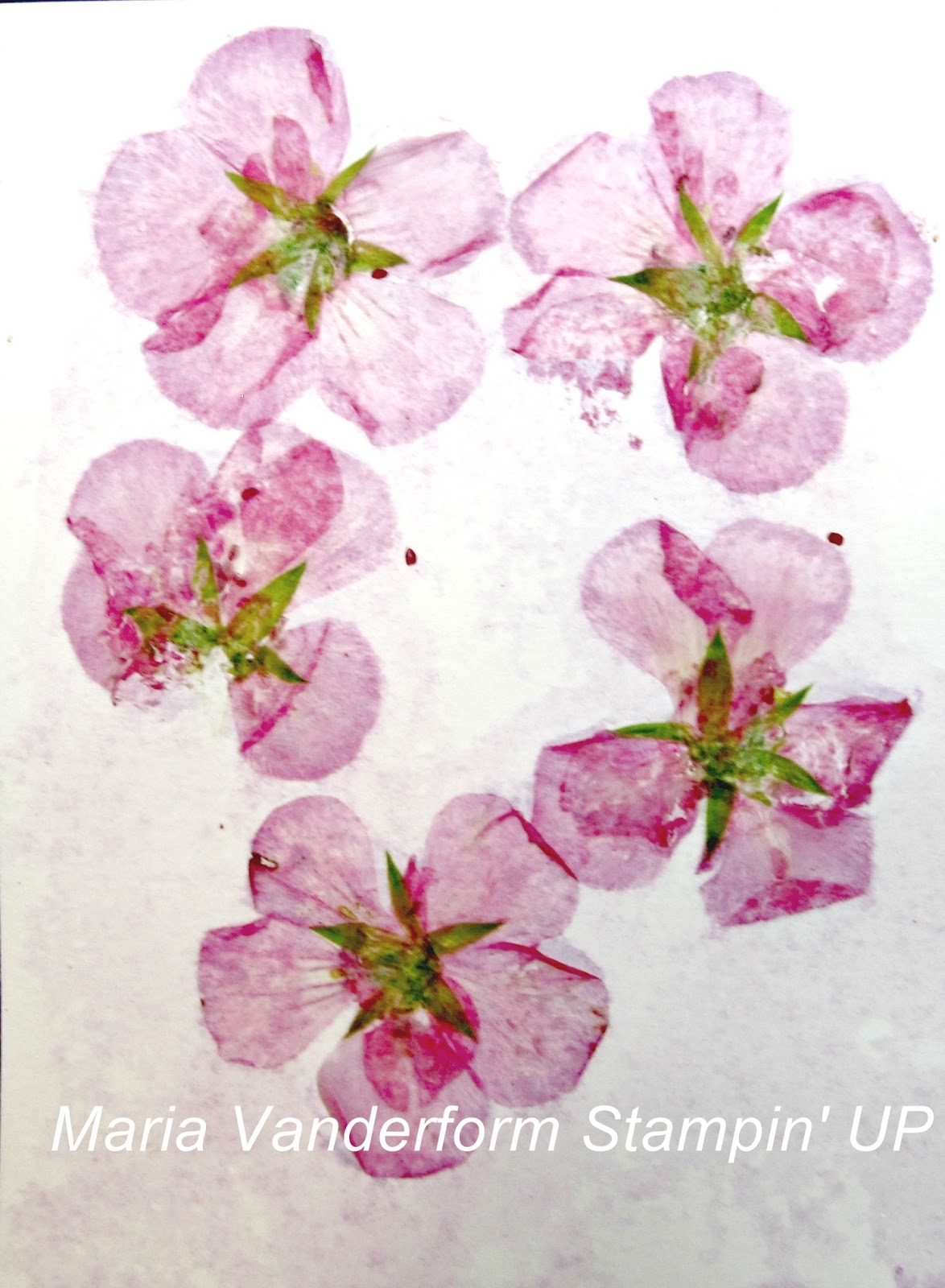 Crafty Maria's Stamping World Pressing Leaves and Flowers with the Big