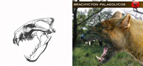 Brachycyon skull