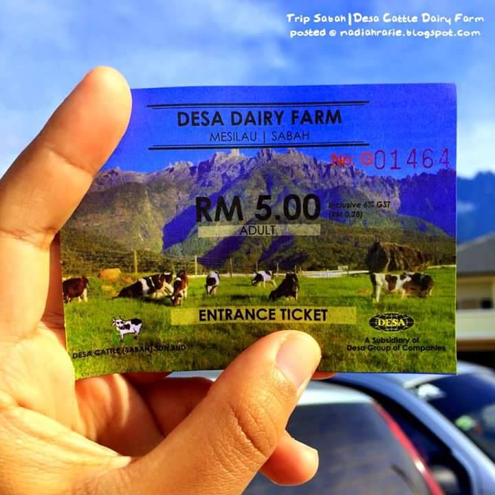 Desa Cattle Dairy Farm Kundasang Seakan berada di New Zealand!