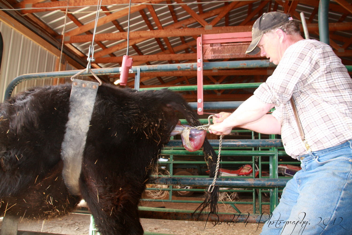 Double H Photography Pulling a Calf