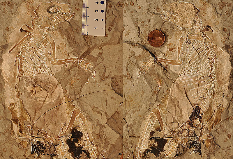 The research team an unusual fossil