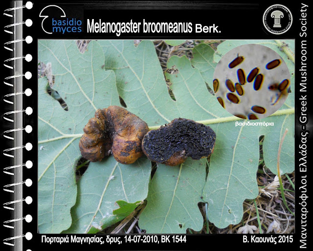 Melanogaster broomeanus Berk.