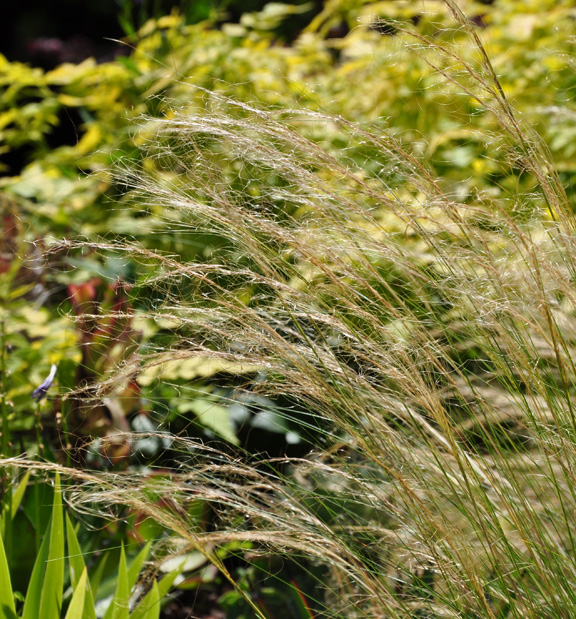 Three Dogs in a Garden Favourite Ornamental Grasses Part 1