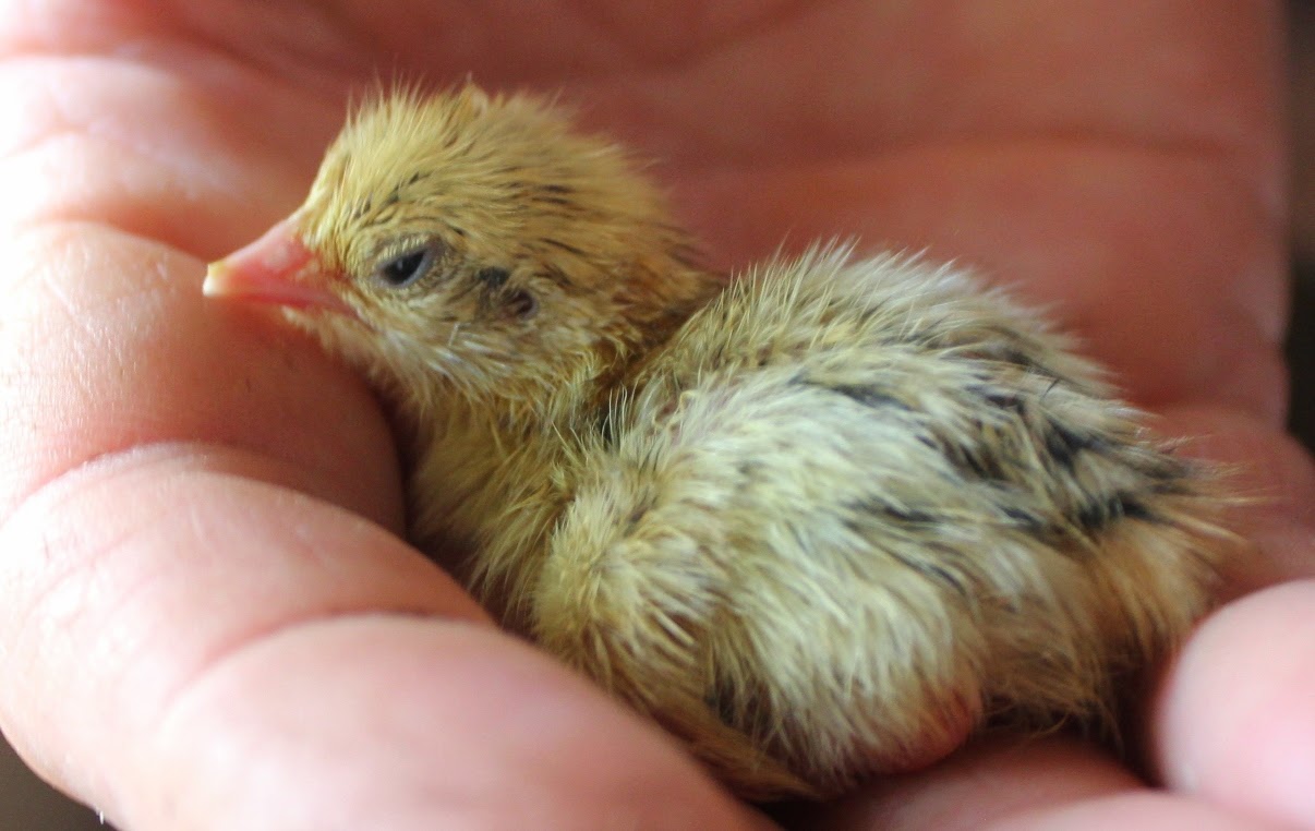 Hatching and Raising Quail Organically for hay fever and eczema Part