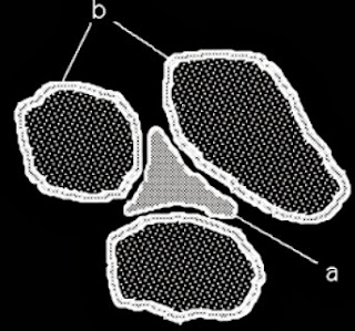 a) liquid water in soil; (b) water adsorbed on soil mineral surfaces