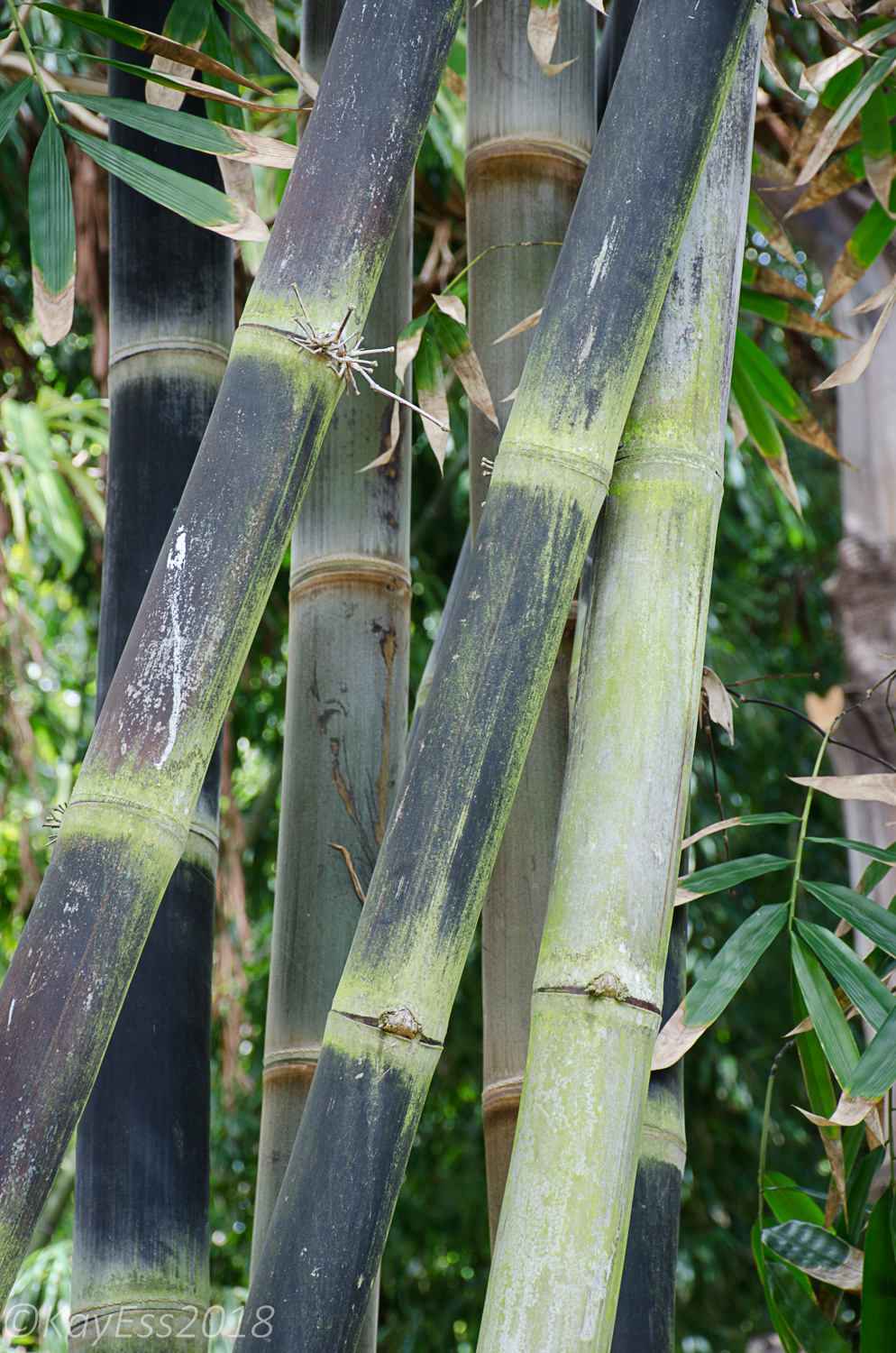 San Diego Bamboo