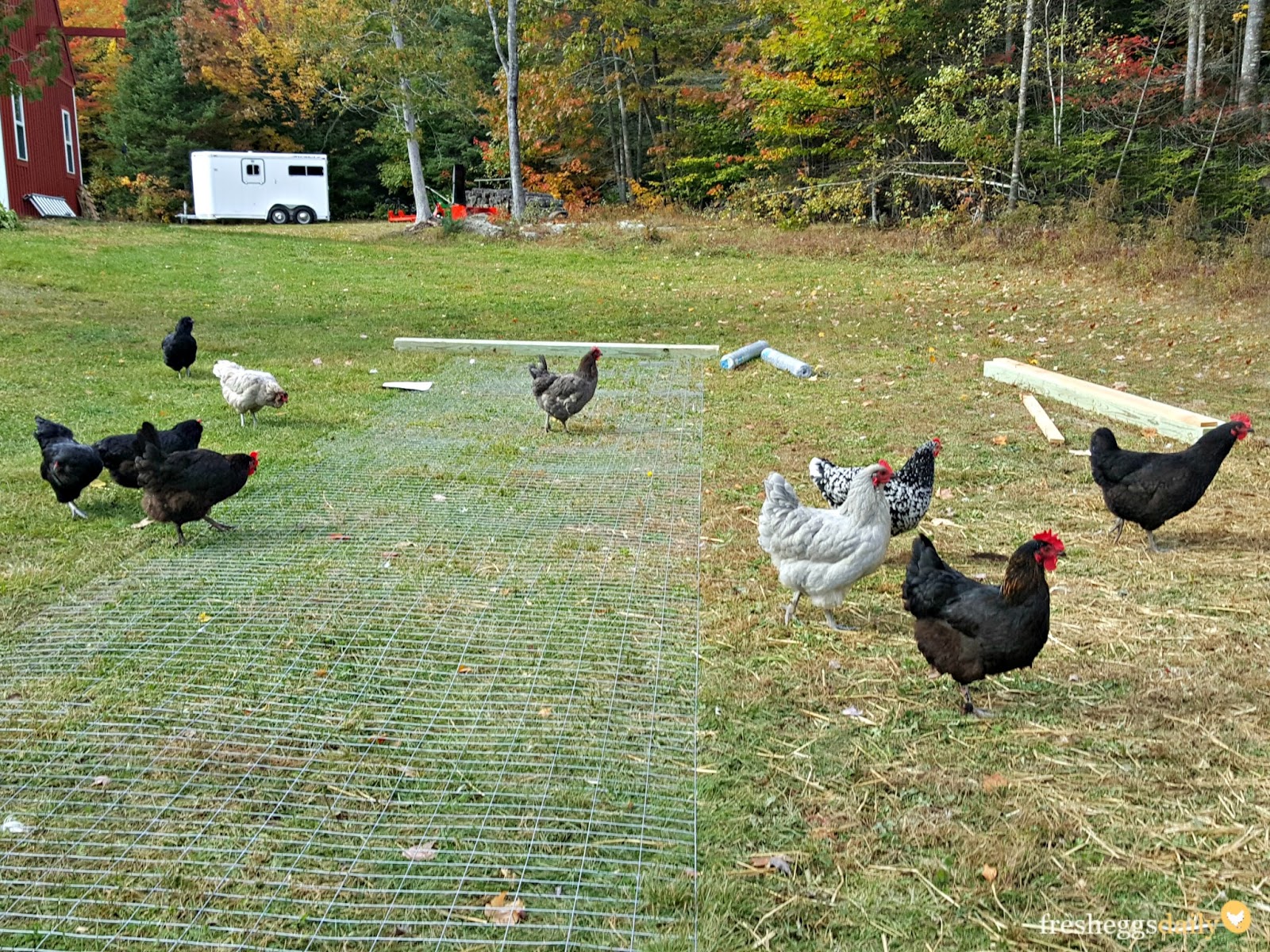 Building a PredatorProof Chicken Run Fresh Eggs Daily® Bloglovin’
