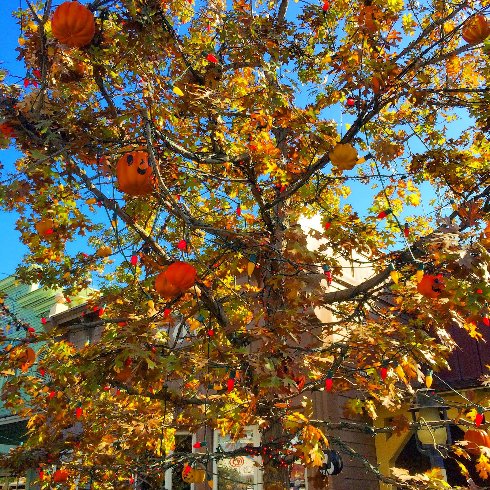 The Halloween Tree
 Disney Sisters The Halloween Tree shines at Disneyland during