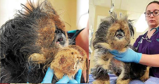 Eles não acreditavam que esse pequeno shih tzu que foi encontrado em estado de crueldade conseguiria sobreviver - Mais ele conceguiu