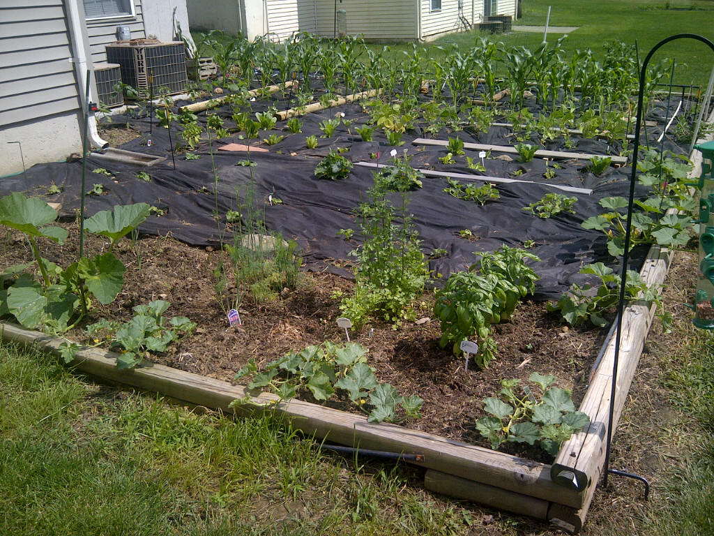 Avondale Hobbies: Drip irrigation from a rain barrel