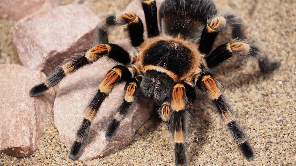 tarantula
