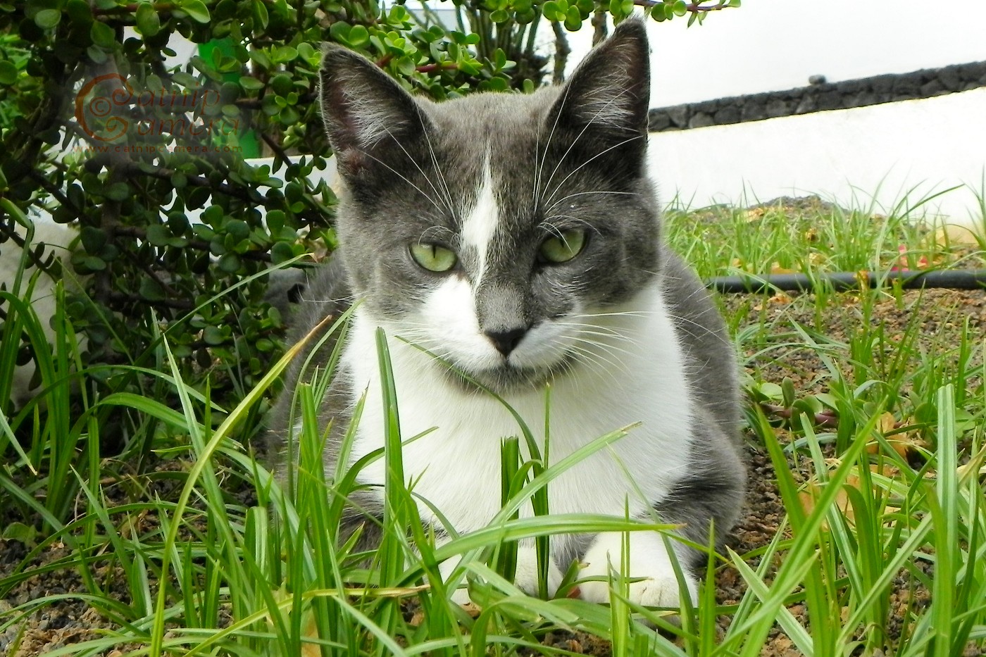 Серые коты с пятнами. Сибирская биколор короткошерстная кошка. Сибирская дымчатая короткошерстная биколор. Серо белый кот. Серо белая кошка.
