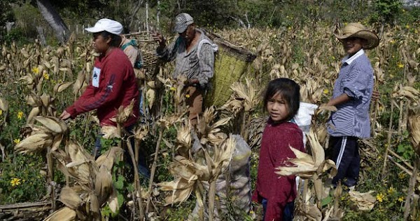 En México más de dos millones de niños trabajan por pobreza extrema