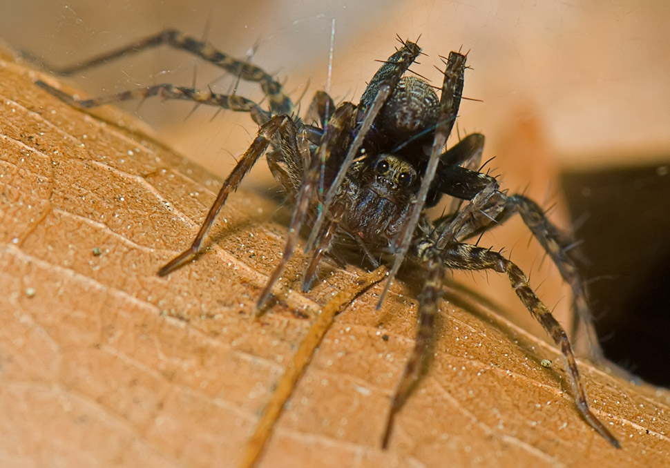 Aracnidos - Natalia: Aracnidos