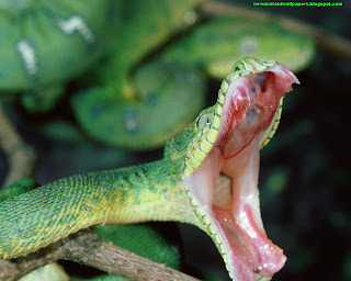 Beautiful and Dangerous Green Snakes With Open Mouth Hd Wallpapers