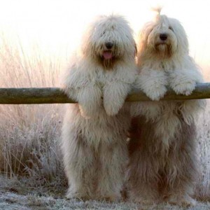Raças de cachorro: Old English Sheepdog (Bobtail), Artigos