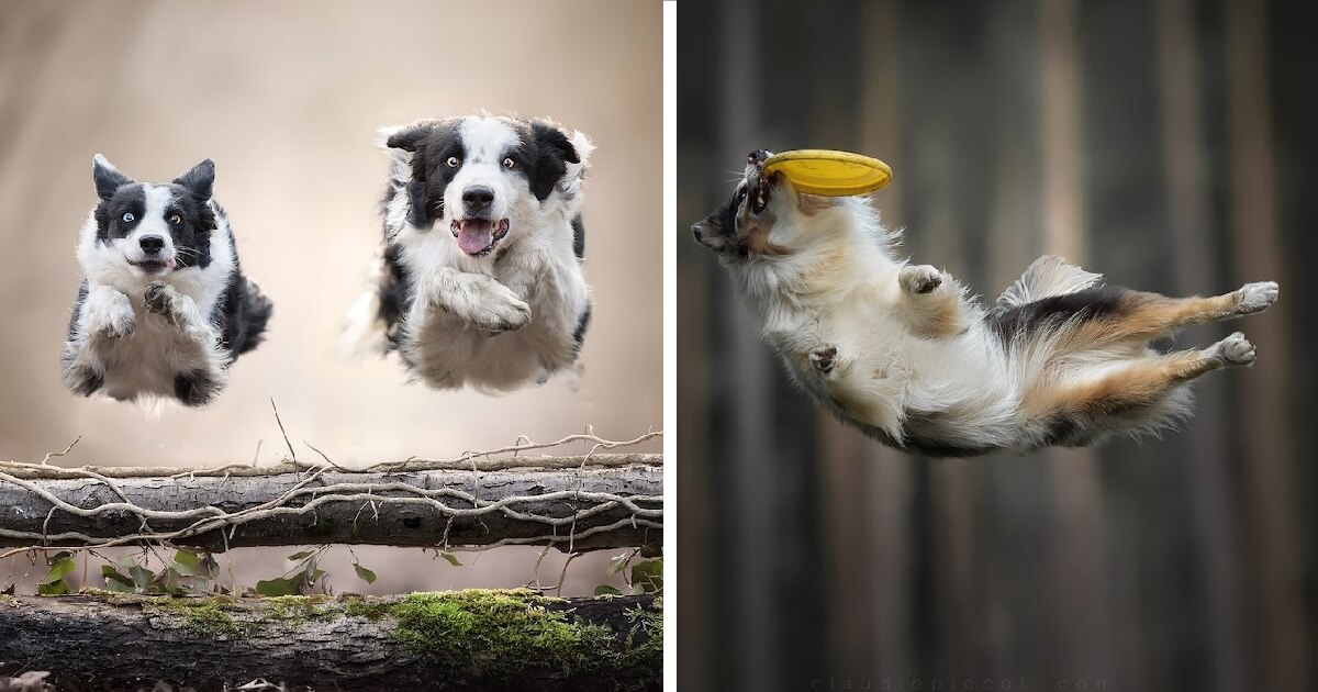 Breathtaking Pictures Of Dogs Catching Frisbees In The Air