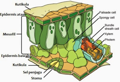 Udara tempat tempat struktur pembuatan daun makanan tumbuhan pertukaran berturut-turut adalah …. sebagai berfungsi dan dalam yang secara Soal Ulangan