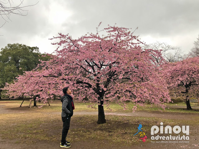 2018 Cherry Blossom Forecast in Japan