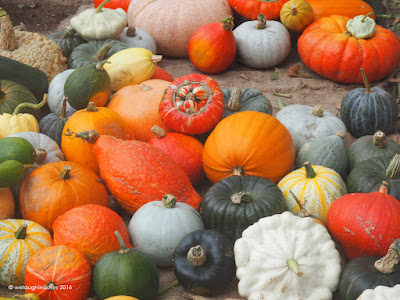 Collection of Pumpkins, Squashes and Gourds Heligan Autumn Collection of Pumpkins, Squashes and Gourds Heligan Autumn