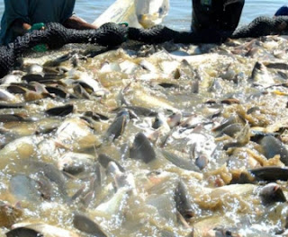Brasil volta a exportar pescado para Israel Brasil volta a exportar pescado para Israel