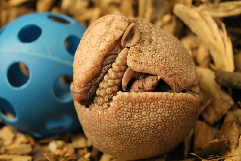 Baby Animals: A rare Southern Three-Banded Armadillo - Pup 3