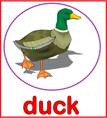 Слово duck. Карточки по английскому языку утка. Duck карточка. Duck на английском. Карточки с английскими словами для детей утка.