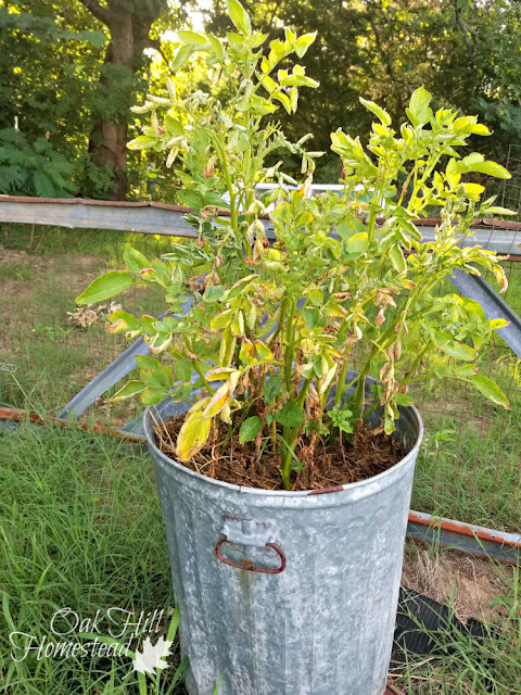 Potato plants growing in a metal trash can.