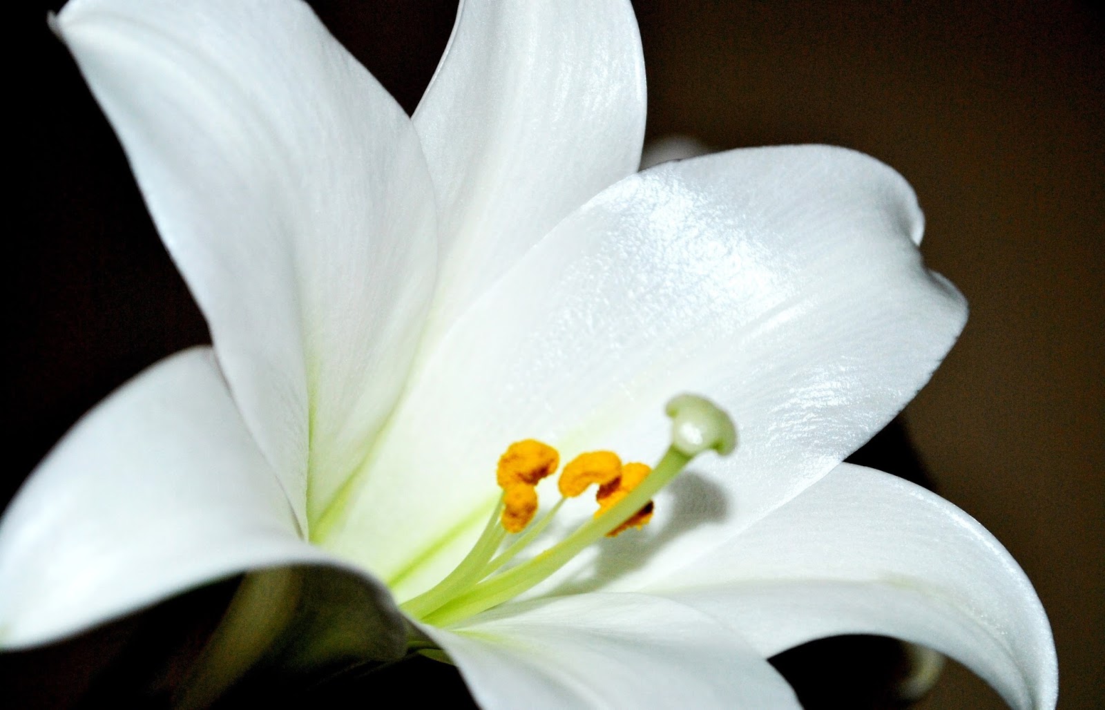 [Image: Cong-dung-chua-benh-cua-cay-hoa-bach-hop-6.jpg]