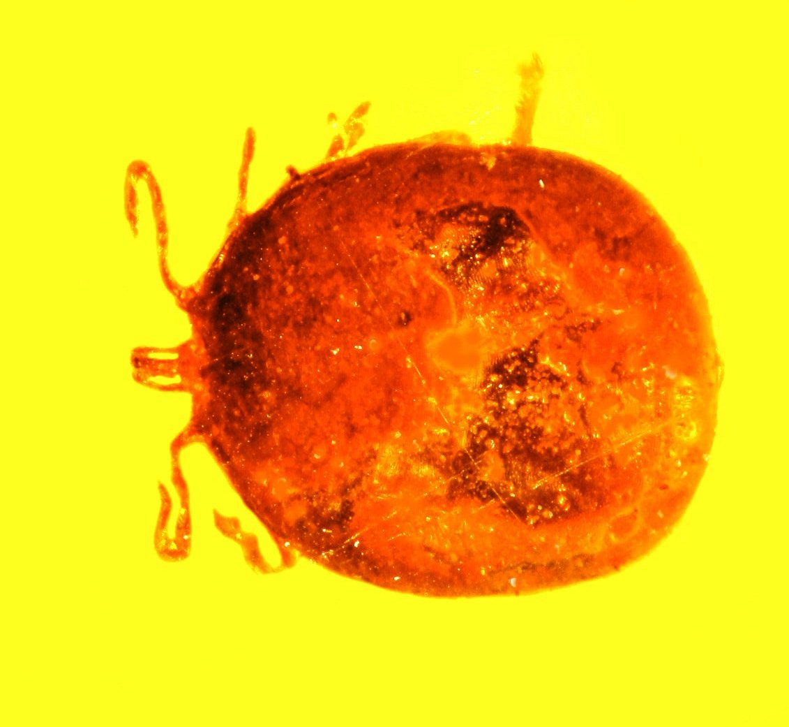 Rare Preserved Blood in Amber Fossils.