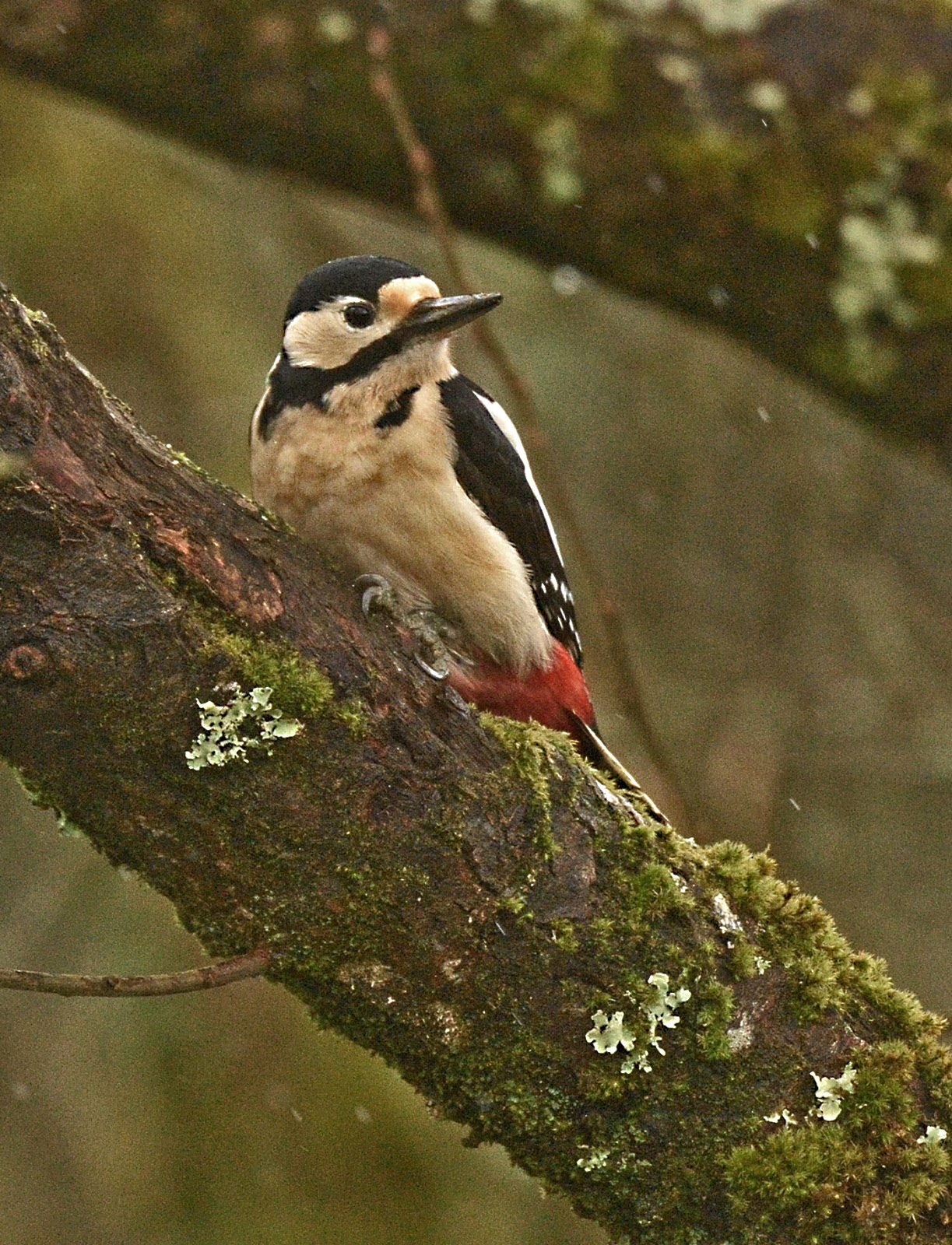 Alan James Photography : Woodpecker 'Drumming' the Hide